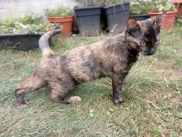 1 kitten (meisje) schildpad (brits x europees korthaar) beschikbaar voor biedingen