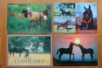 4 ansichten Paard Tennessee Walking Horse USA, Ophalen of Verzenden, 1980 tot heden, Paard