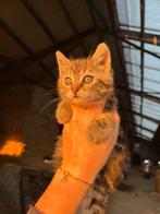 Kitten, Dieren en Toebehoren, Katten en Kittens | Overige Katten, Poes, Kortharig, 0 tot 2 jaar