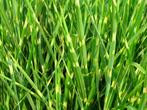 Miscanthus sinensis strictus zebragras siergras prachtriet, Tuin en Terras, Planten | Tuinplanten, Ophalen, Volle zon, Vaste plant