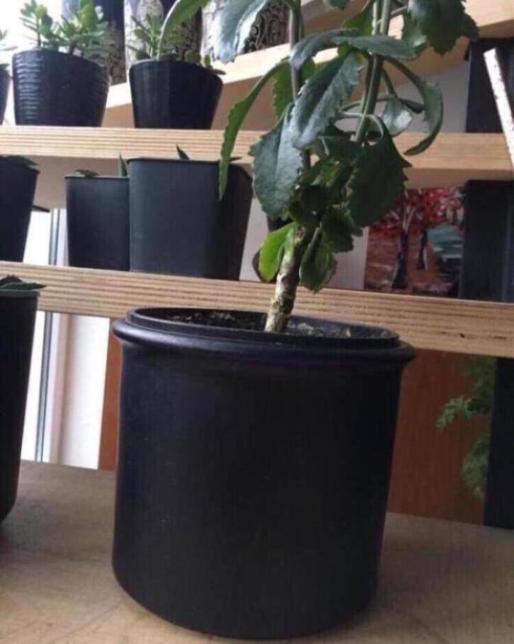 Vintage keramische bloempotten uniek diverse maten zwart, Tuin en Terras, Bloempotten, Zo goed als nieuw, Terracotta, Binnen, Rond