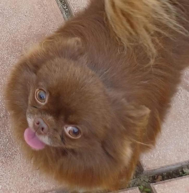 Kampioen Chihuahua dekreutje met stamboom FCI ( niet te koop, Dieren en Toebehoren, Honden | Dekreuen, Reu, Particulier, Eén hond