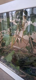 Jonge wandelende takken gratis ophalen, Dieren en Toebehoren, Wandelende tak