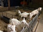 Te koop 4 witte Saner geiten, Dieren en Toebehoren, Schapen, Geiten en Varkens, Vrouwelijk, Geit