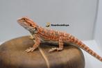 Baardagaam vrouw Orange Tiger Hypo 50% het Trans, Hagedis
