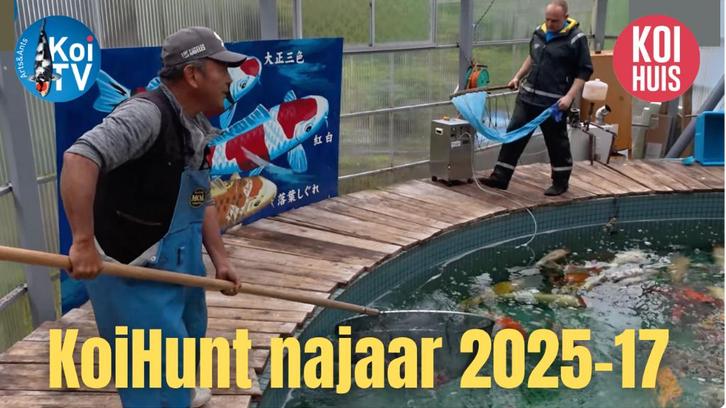 Japanse koi Maruhiro, Dieren en Toebehoren, Vissen | Vijvervissen, Karper of Koi