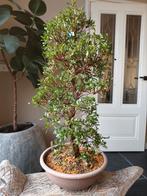 Satsuki Azalea Kisshoten Bonsai 75cm, Ophalen, Bloeit niet, Halfschaduw, Overige soorten