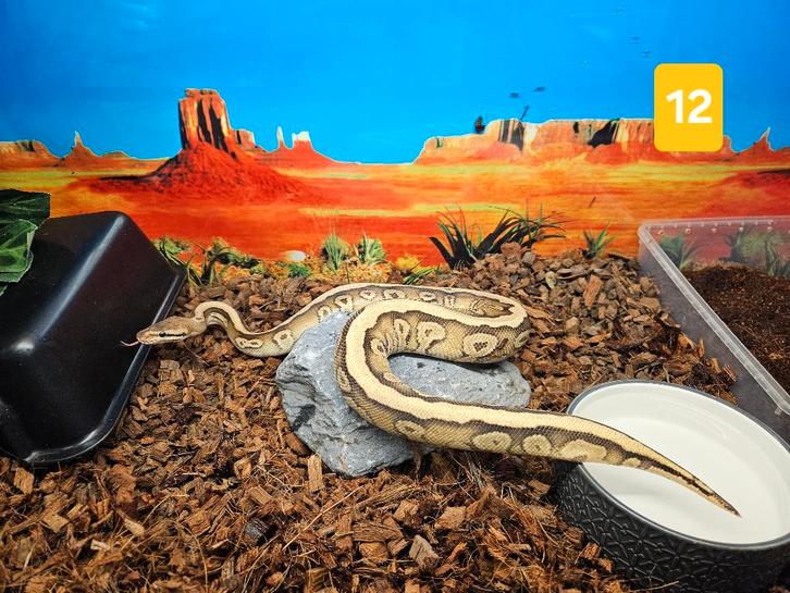 Python Regius Konings Python Morphs