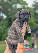 Prachtige Boerboel X Presa Canario pups, Rabiës (hondsdolheid), Overige rassen, 8 tot 15 weken, Meerdere