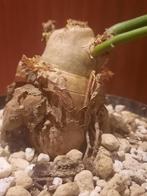 Cyphostemma currorii, Verzenden, Halfschaduw, Minder dan 100 cm