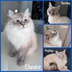 September adopteren Siberische Neva Masquerade hypoallergeen, Meerdere dieren, Langharig, 0 tot 2 jaar