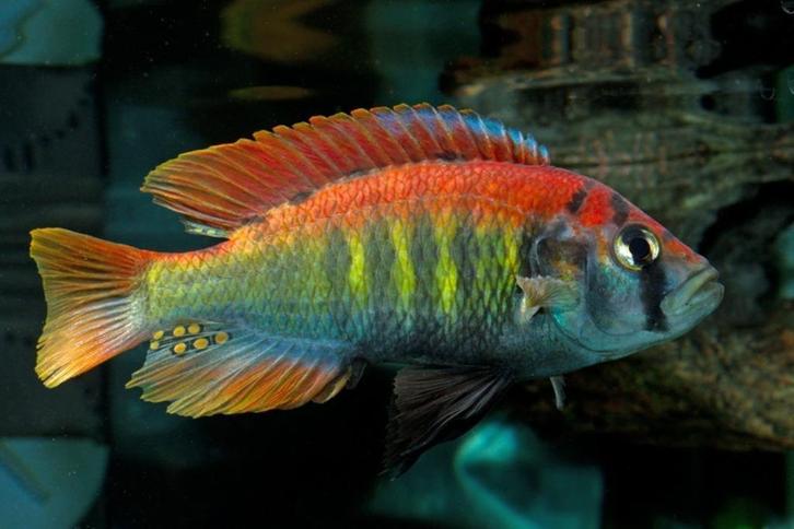Ontdek ons uitgebreid assortiment Malawi cichlide 50soorten, Dieren en Toebehoren, Vissen | Aquariumvissen, Vis