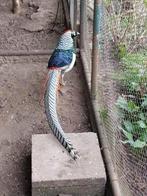 Trio Lady Amherstfazanten, Dieren en Toebehoren, Pluimvee, Meerdere dieren, Kip