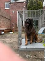 Grote bensch VERKOCHT, Dieren en Toebehoren, Hondenhokken, Gebruikt, 65 tot 100 cm, Hondenhok, Ophalen of Verzenden