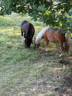 Weiland gezocht voor me Shetlanders, Dieren en Toebehoren, Stalling en Weidegang