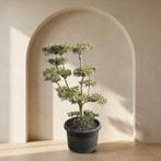 Olijfboom pon pon 001, 100 tot 250 cm, Olijfboom, Zomer, Ophalen