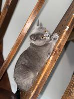 Britse korthaar, Dieren en Toebehoren, Katten en Kittens | Overige Katten, Poes, 3 tot 5 jaar