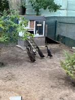 Loopeenden te koop, Dieren en Toebehoren, Pluimvee, Meerdere dieren, Eend