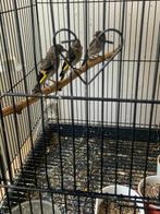 parva Putter, Dieren en Toebehoren, Meerdere dieren, Wildzangvogel