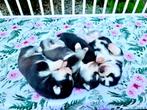 Blue Eyed Black & White Unique Siberian Husky Champion Puppy, Nederland, Rabiës (hondsdolheid), Overige rassen, 8 tot 15 weken