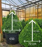 Buxus piramide kegel bol, Tuin en Terras, Planten | Tuinplanten, Volle zon, Vaste plant, Bloeit niet, Ophalen