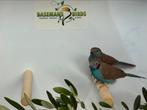 Roodwang blauwfazantje - Uraeginthus bengalus, Dieren en Toebehoren, Meerdere dieren, Tropenvogel, Geringd