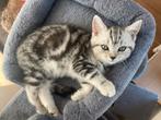 Britse korthaar kittens, Dieren en Toebehoren, Katten en Kittens | Raskatten | Korthaar, Meerdere dieren, Ontwormd, 0 tot 2 jaar