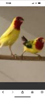 Gezocht bonte Roodkoppen, Mannelijk, Tropenvogel