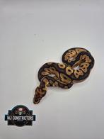 1.1 ultra clown, Dieren en Toebehoren, Reptielen en Amfibieën, Slang
