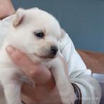 Hele mooie reutjes pomchi x kruising chihuahua, Dieren en Toebehoren, Honden | Chihuahua's en Gezelschapshonden, Reu, 8 tot 15 weken