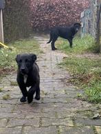 Pups teefjes , herder x veedrijver, Dieren en Toebehoren, CDV (hondenziekte), 8 tot 15 weken, Meerdere, Meerdere dieren