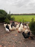 Barnevelder en leghorn hennen, Dieren en Toebehoren, Pluimvee, Vrouwelijk, Kip