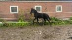 Fries merrie veulen, Dieren en Toebehoren, Paarden, Merrie, Minder dan 160 cm, B, Dressuurpaard
