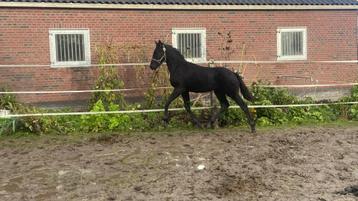 Fries merrie veulen beschikbaar voor biedingen