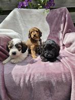 Boomer pups, Dieren en Toebehoren, 8 tot 15 weken, Meerdere, Nederland, Fokker | Hobbymatig
