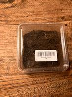 Tropische springstaartjes, Dieren en Toebehoren, Insecten en Spinnen