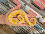 HC Albino 100%Clown vrouwtje 2025 Python Regius, Slang