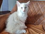 Prachtige Ragdoll Kitten (Mannetje), Dieren en Toebehoren, Katten en Kittens | Raskatten | Langhaar, Kater, Ontwormd