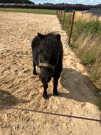 Stalling/weide gezocht voor mijn lieve shetlander!, Stalling