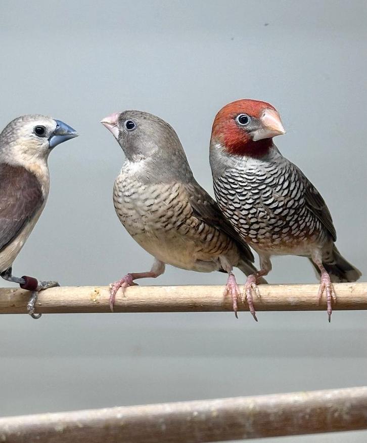 Roodkop amadine, Dieren en Toebehoren, Vogels | Overige Vogels, Meerdere dieren