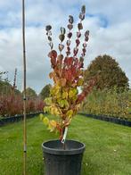 Cornus mas Bolboom in Pot, Tuin en Terras, Planten | Bomen, Lente, 100 tot 250 cm, Ophalen, Volle zon