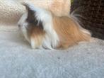 Verwacht peruvian cavias, Dieren en Toebehoren, Meerdere dieren, Cavia, Voor 1 juli 2024, Tam