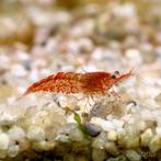 Vuurgarnalen, Dieren en Toebehoren, Vissen | Aquariumvissen, Kreeft, Krab of Garnaal, Zoetwatervis, Schoolvis