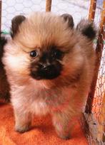 Prachtige pomeriaan - dwergkees puppy, Dieren en Toebehoren, Keeshond, 8 tot 15 weken, Meerdere, Meerdere dieren