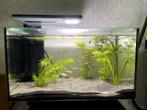 quadro 40 pro met inhoud, Dieren en Toebehoren, Vissen | Aquaria en Toebehoren, Ophalen, Gebruikt, Gevuld zoetwateraquarium
