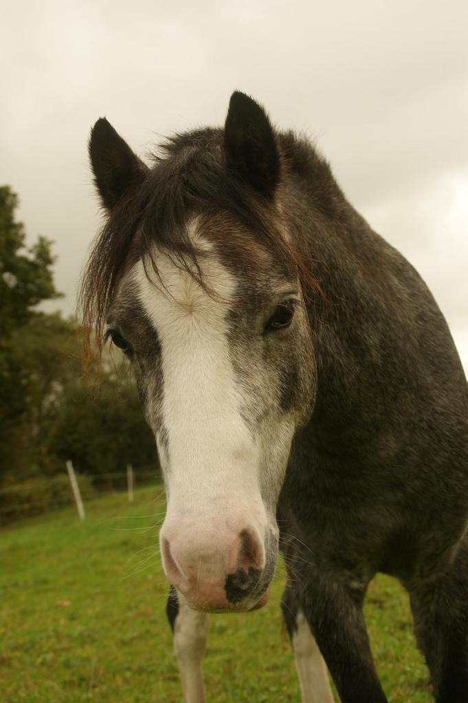 A Welsh, ruin, schimmel 2,5 jaar, Dieren en Toebehoren, Paarden, Ruin, Recreatiepaard