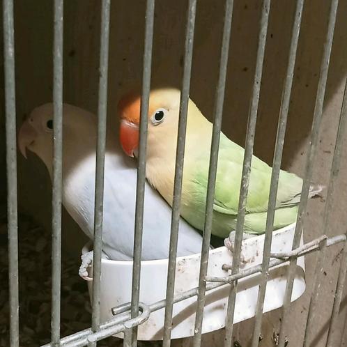 Prachtig bewezen koppel agapornis fisheri dilute YF x pastel, Dieren en Toebehoren, Vogels | Parkieten en Papegaaien, Dwergpapegaai of Agapornis