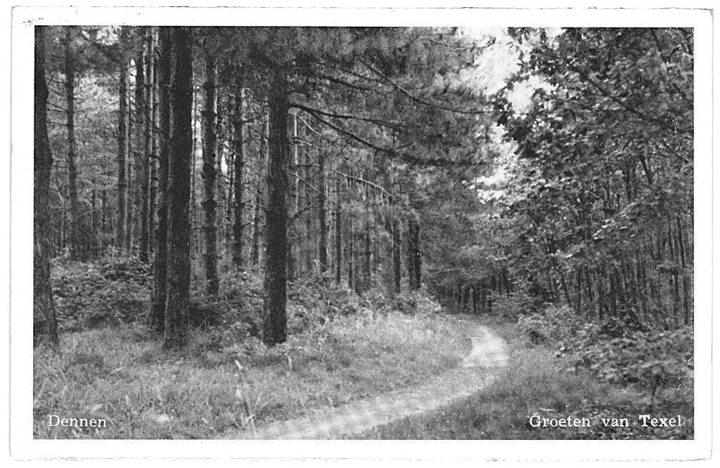 964454 Texel Dennen 1953 Gelopen met postzegel, Verzamelen, Ansichtkaarten | Nederland, Gelopen, Waddeneilanden, 1940 tot 1960