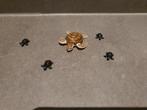 Playmobil 9071 Schildpadden, Ophalen of Verzenden, Zo goed als nieuw, Complete set