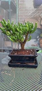 Crassula ovata 'Hobbit' Bonsai, Huis en Inrichting, Ophalen of Verzenden, Overige soorten, Minder dan 100 cm